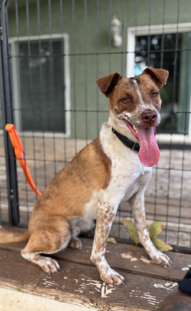 Enlarge Taquito, a Adoptable mixed breed in Los Angeles, CA image 4/6