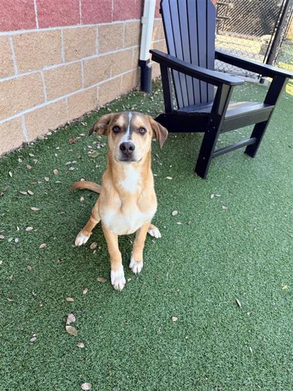 Enlarge Rooster, a Adoptable mixed breed in Hutchinson, KS image 1/3