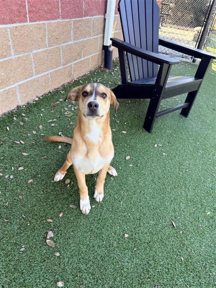 Enlarge Rooster, a Adoptable mixed breed in Hutchinson, KS image 2/3
