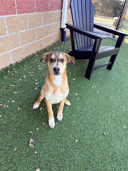 Enlarge Rooster, a Adoptable mixed breed in Hutchinson, KS image 3/3