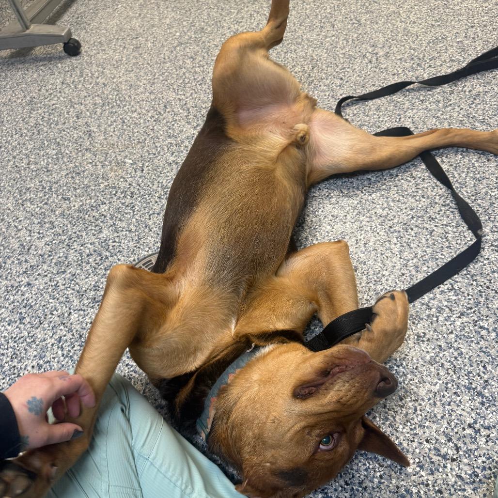 Enlarge Hooch, a Adoptable Catahoula Leopard Dog in Great Falls, MT image 1/6