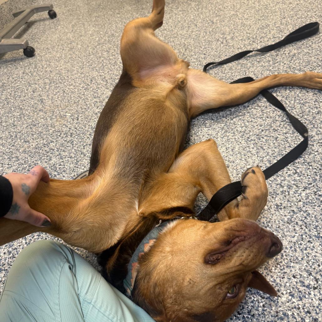 Enlarge Hooch, a Adoptable Catahoula Leopard Dog in Great Falls, MT image 2/6