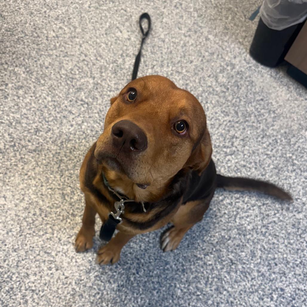 Enlarge Hooch, a Adoptable Catahoula Leopard Dog in Great Falls, MT image 3/6