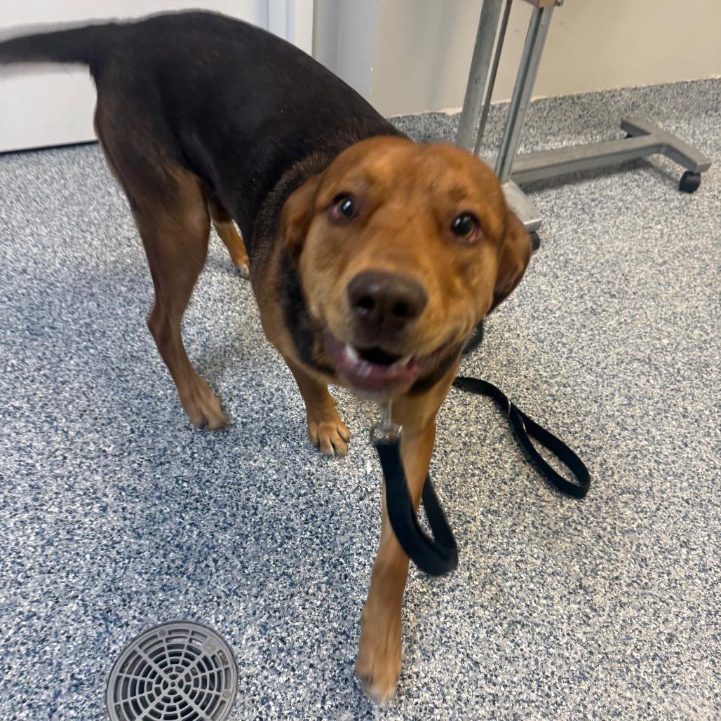 Enlarge Hooch, a Adoptable Catahoula Leopard Dog in Great Falls, MT image 4/6