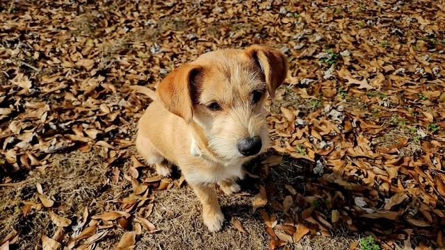 Enlarge Matcha, an adopted Jack Russell Terrier in Spring hill, TN image 1/3
