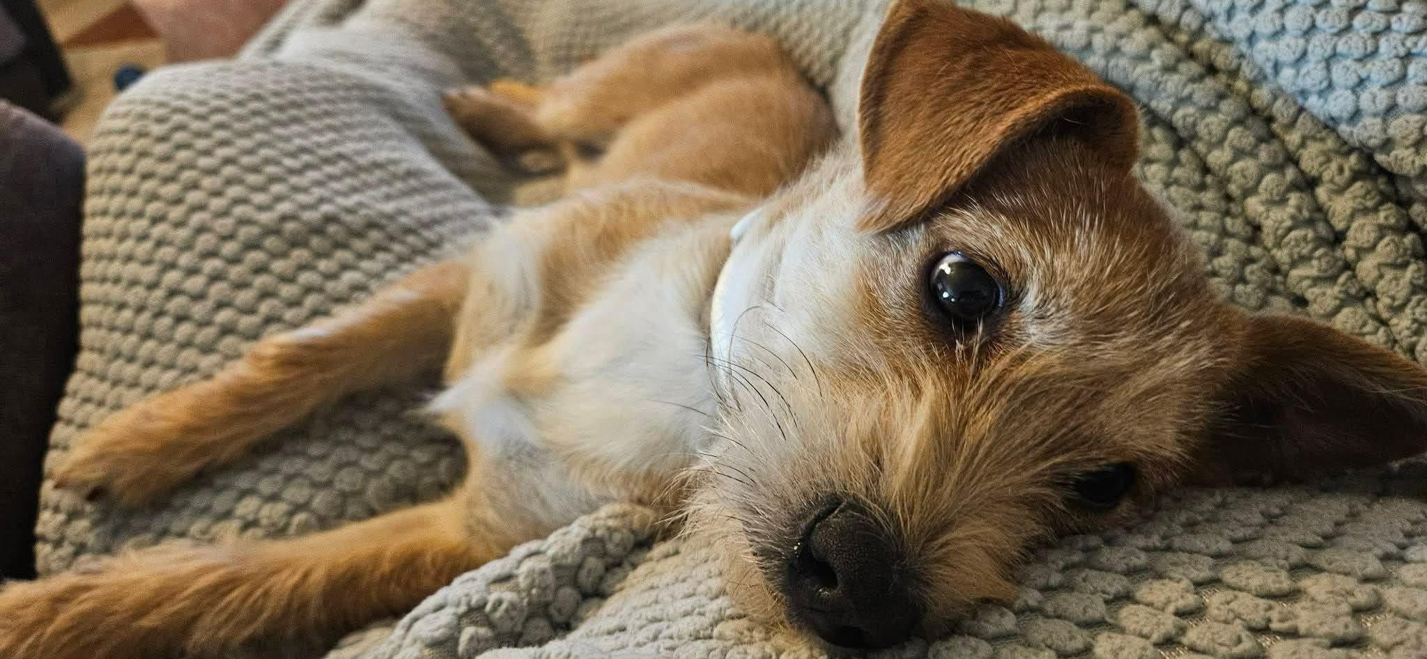 Enlarge Matcha, an adopted Jack Russell Terrier in Spring hill, TN image 2/3