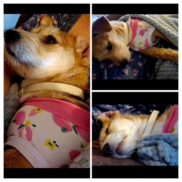 Enlarge Matcha, an adopted Jack Russell Terrier in Spring hill, TN image 3/3