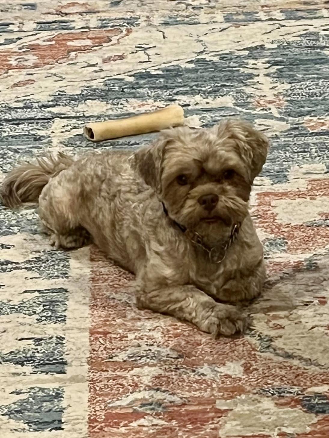 Boomer, Adoptable, Adult Male Shih Tzu.