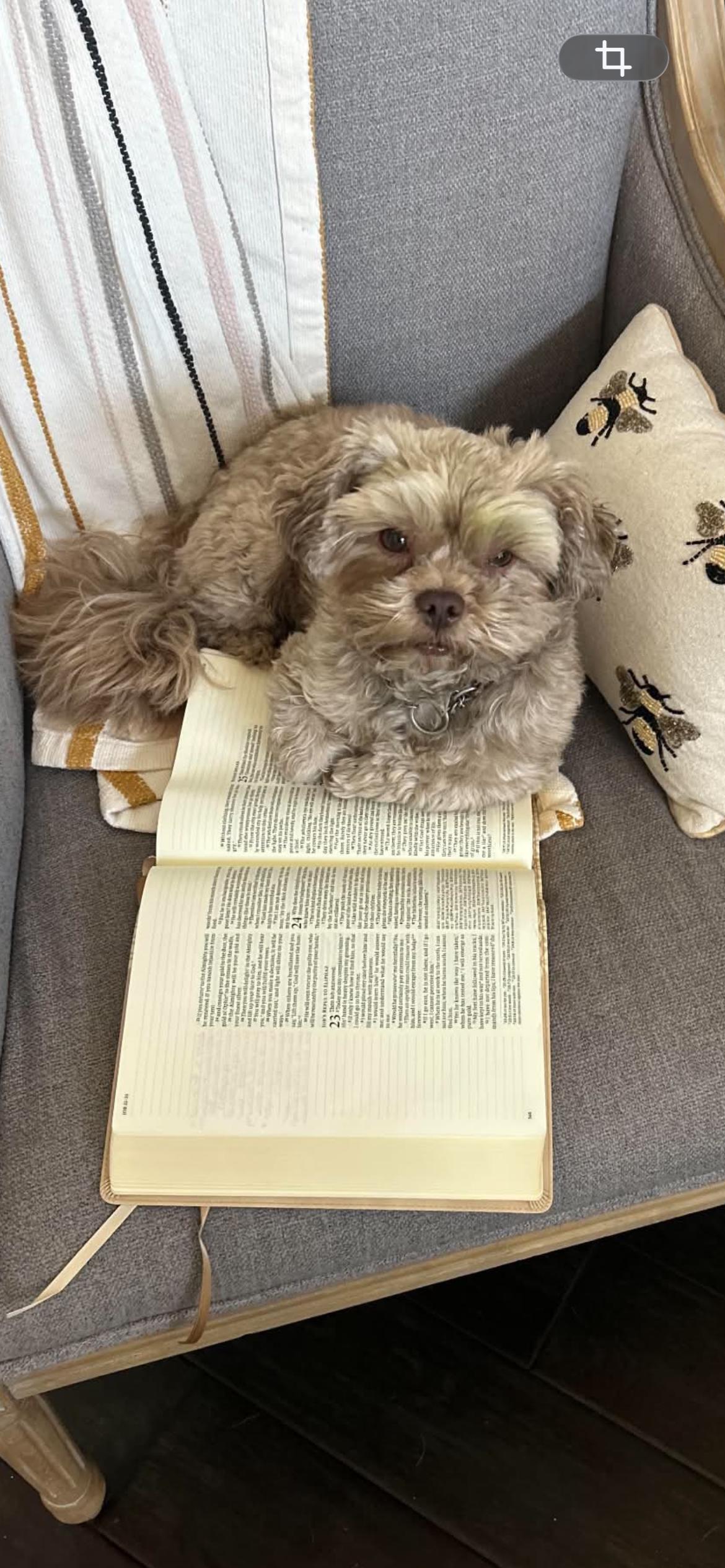 Enlarge Boomer, a Adoptable Shih Tzu in Coppell, TX image 2/2