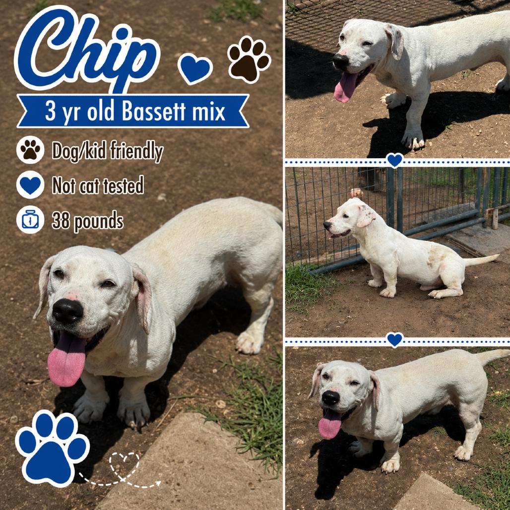 Chip, an adopted Basset Hound in Halifax , NS image 2/3