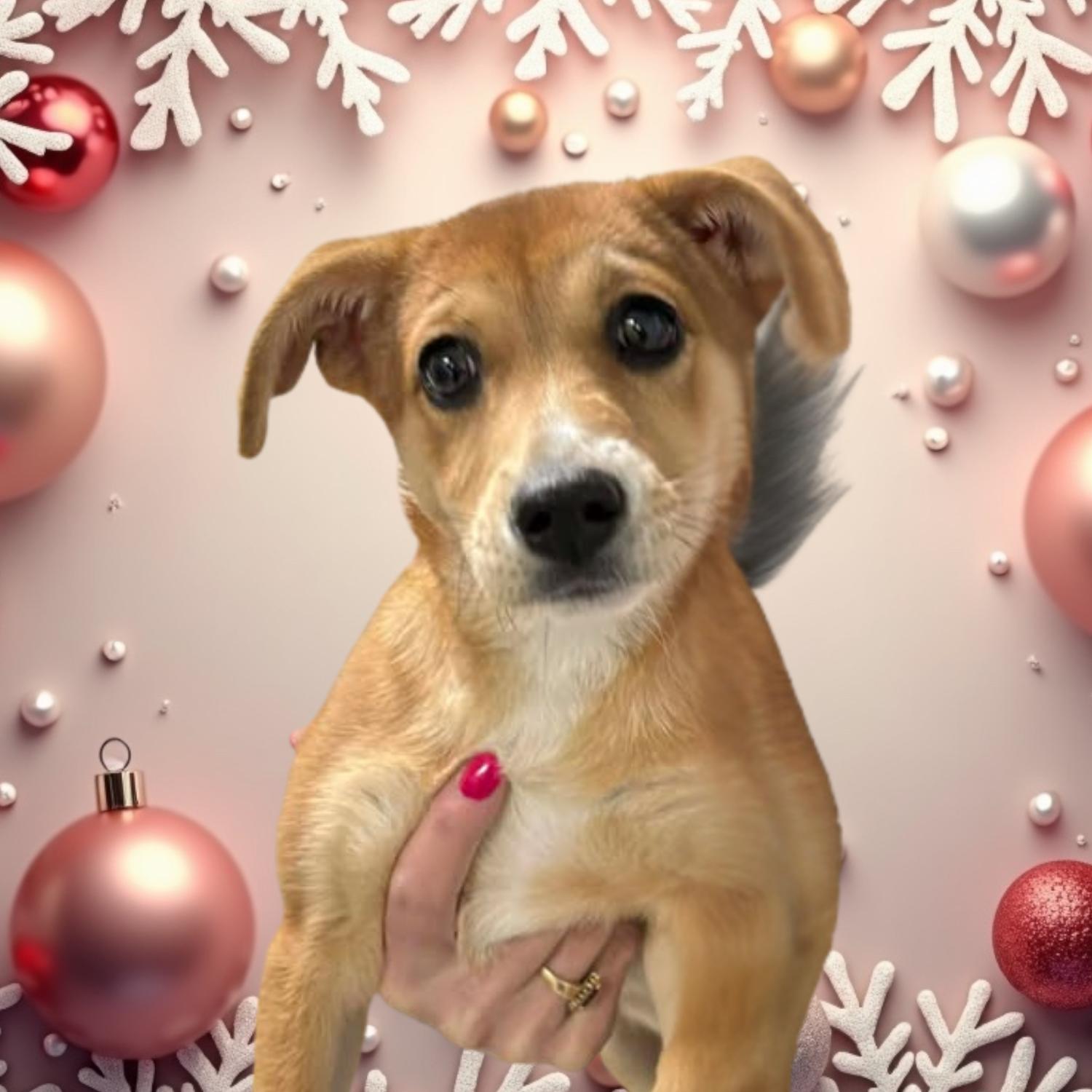 Tinsel, a ADOPTABLE mixed breed in Bardstown, KY image 1/2