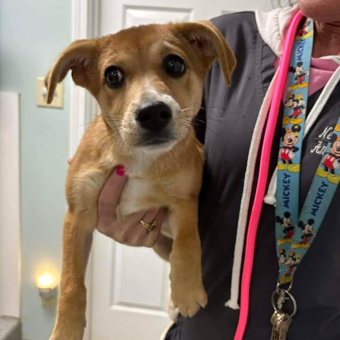 Tinsel, a ADOPTABLE mixed breed in Bardstown, KY image 2/2