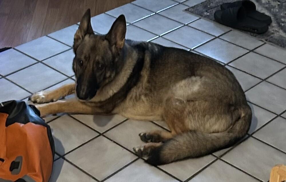 Enlarge Rylie (Courtesy Post), a Adoptable German Shepherd Dog in Fulton, CA image 1/5