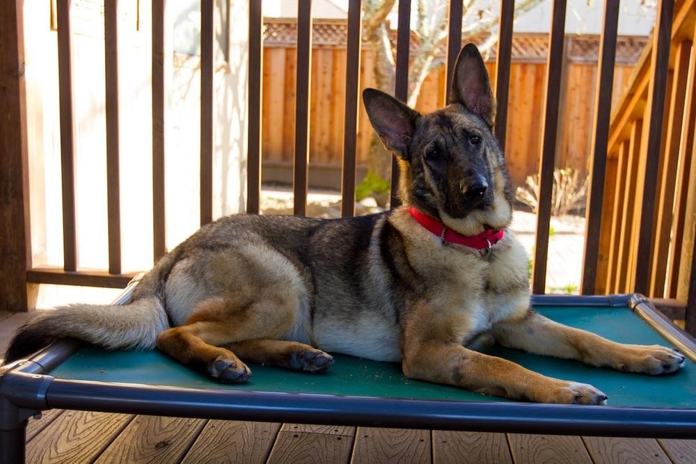 Enlarge Rylie (Courtesy Post), a Adoptable German Shepherd Dog in Fulton, CA image 2/5