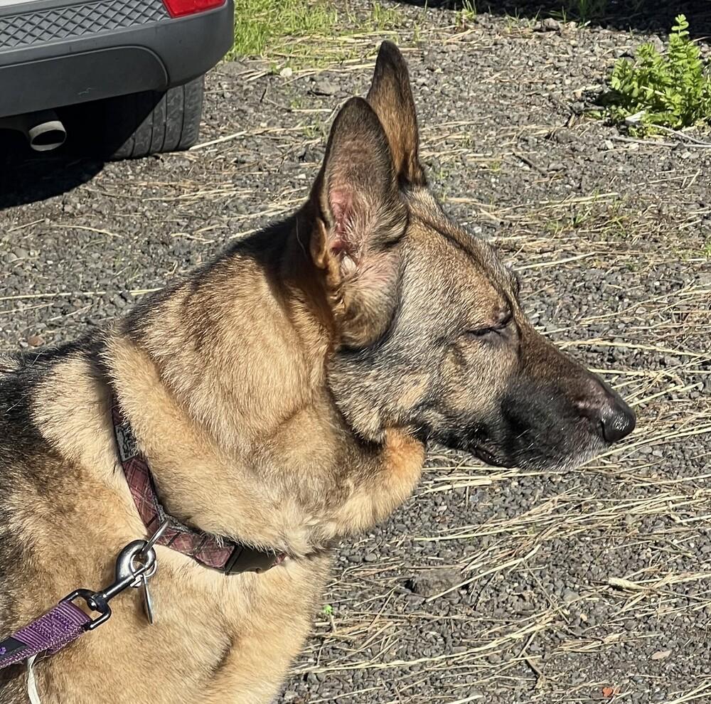 Enlarge Rylie (Courtesy Post), a Adoptable German Shepherd Dog in Fulton, CA image 3/5