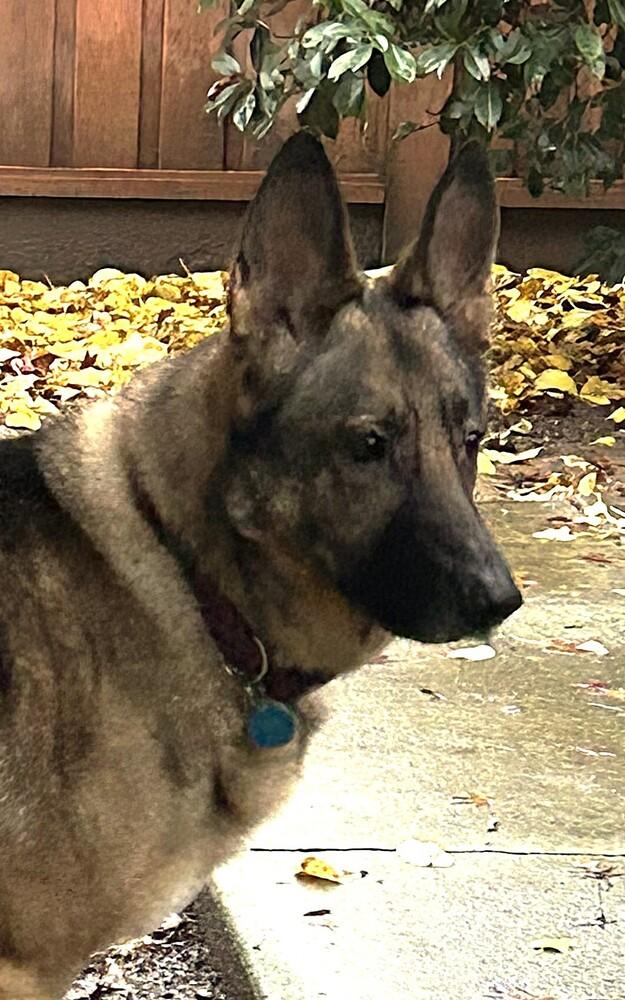 Enlarge Rylie (Courtesy Post), a Adoptable German Shepherd Dog in Fulton, CA image 5/5