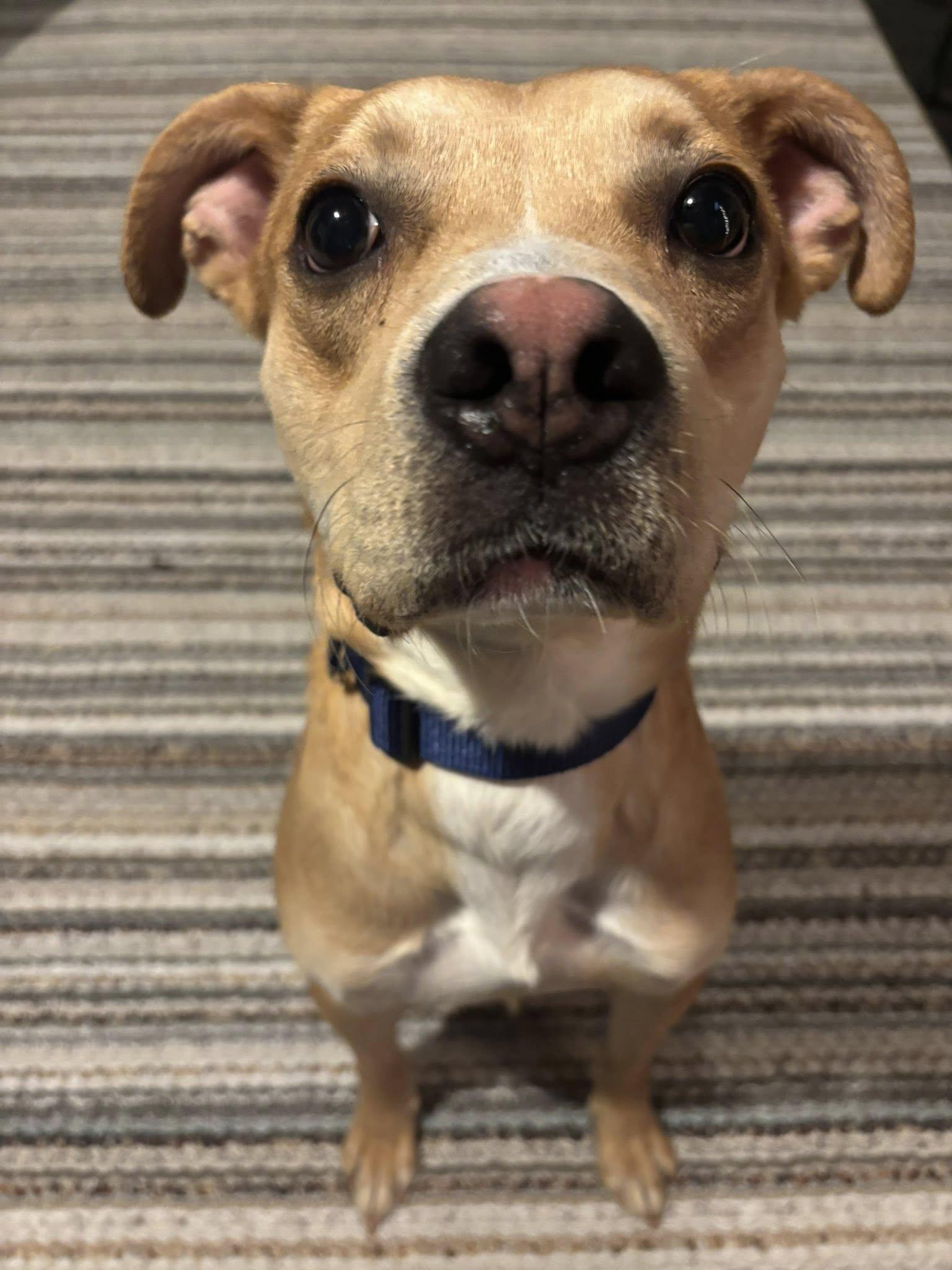 Tank, Adoptable, Young Male Boxer.