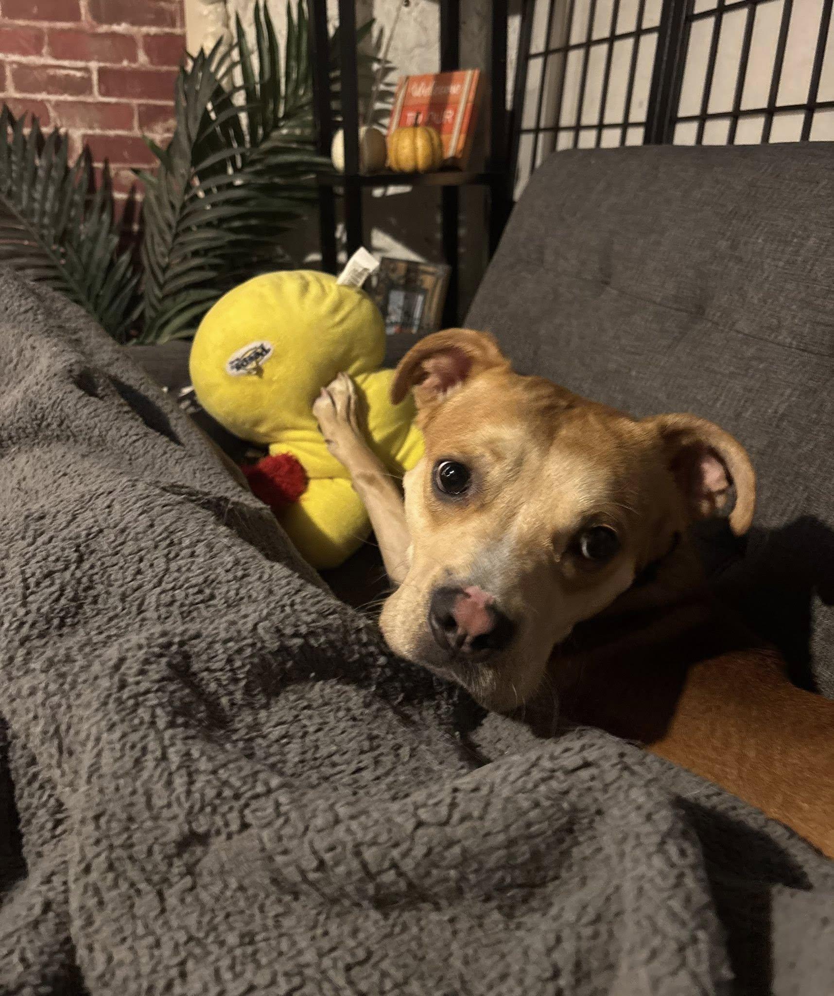 Tank, a Adoptable Boxer in Clayton, NJ image 2/4