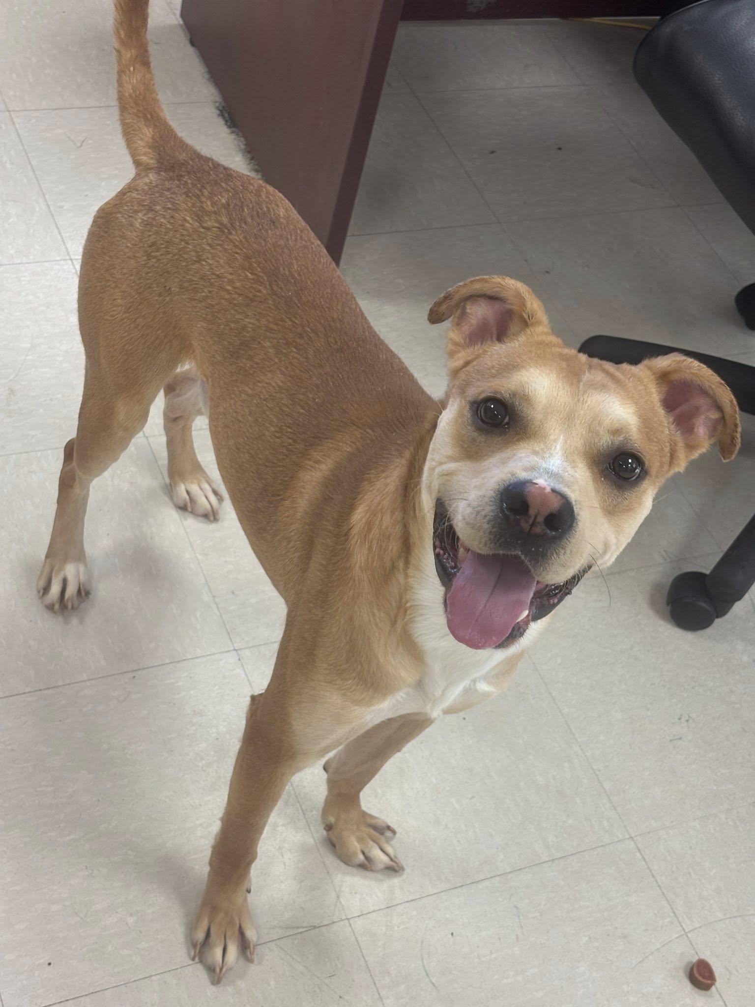 Tank, a Adoptable Boxer in Clayton, NJ image 3/4