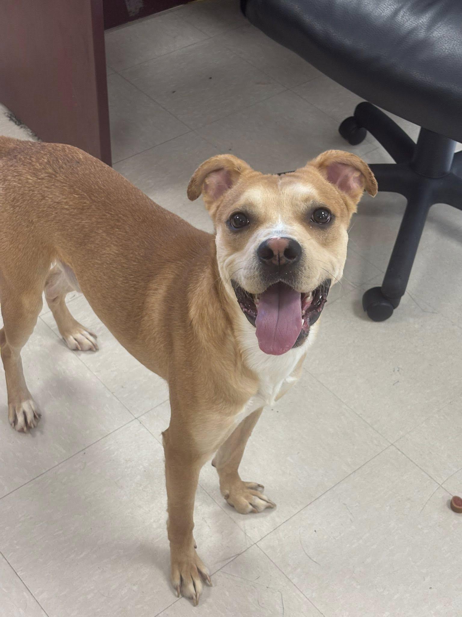 Tank, a Adoptable Boxer in Clayton, NJ image 4/4