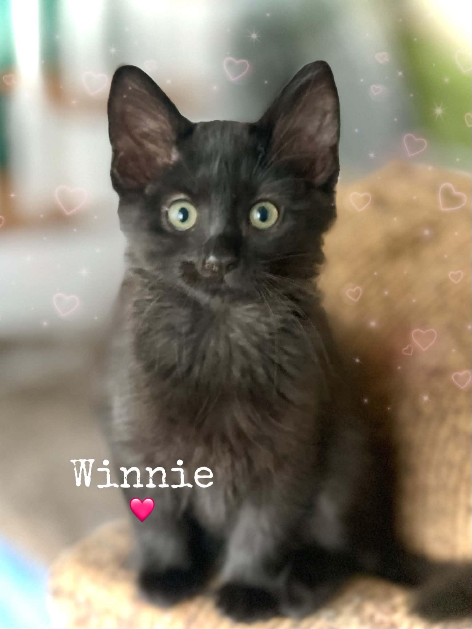Winnie, Adopted, Kitten Female Domestic Medium Hair & Maine Coon.