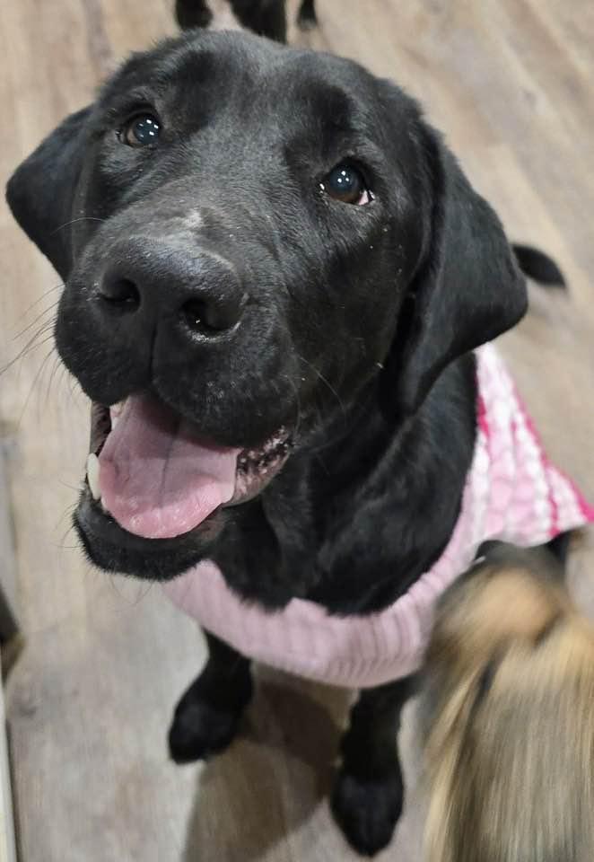 Molly, a Adoptable Labrador Retriever in Lee's Summit, MO image 1/3