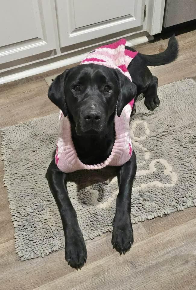 Molly, a Adoptable Labrador Retriever in Lee's Summit, MO image 2/3