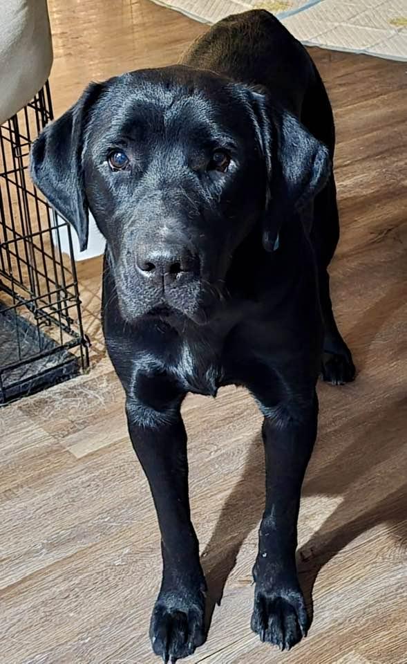 Molly, a Adoptable Labrador Retriever in Lee's Summit, MO image 3/3