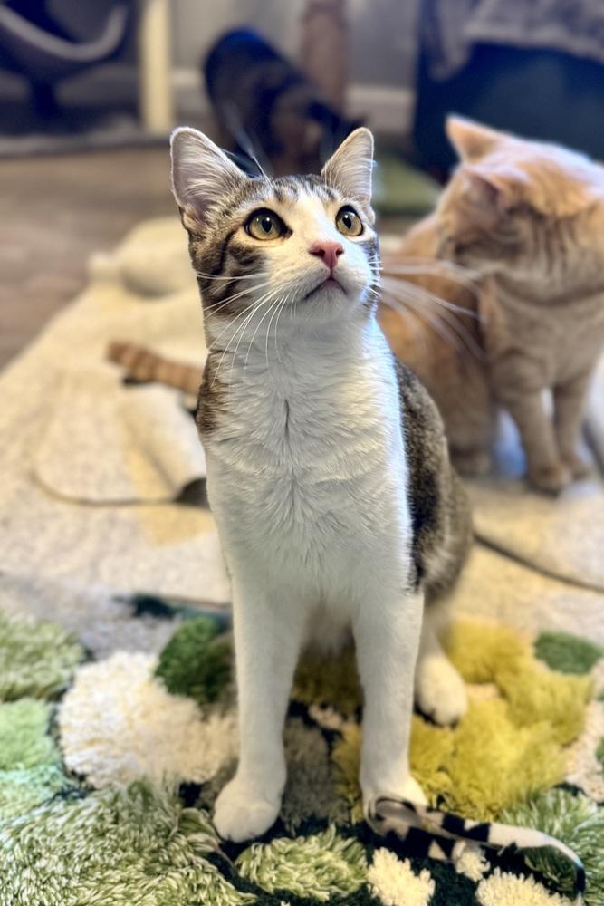 Kimchi — thumbnail 2