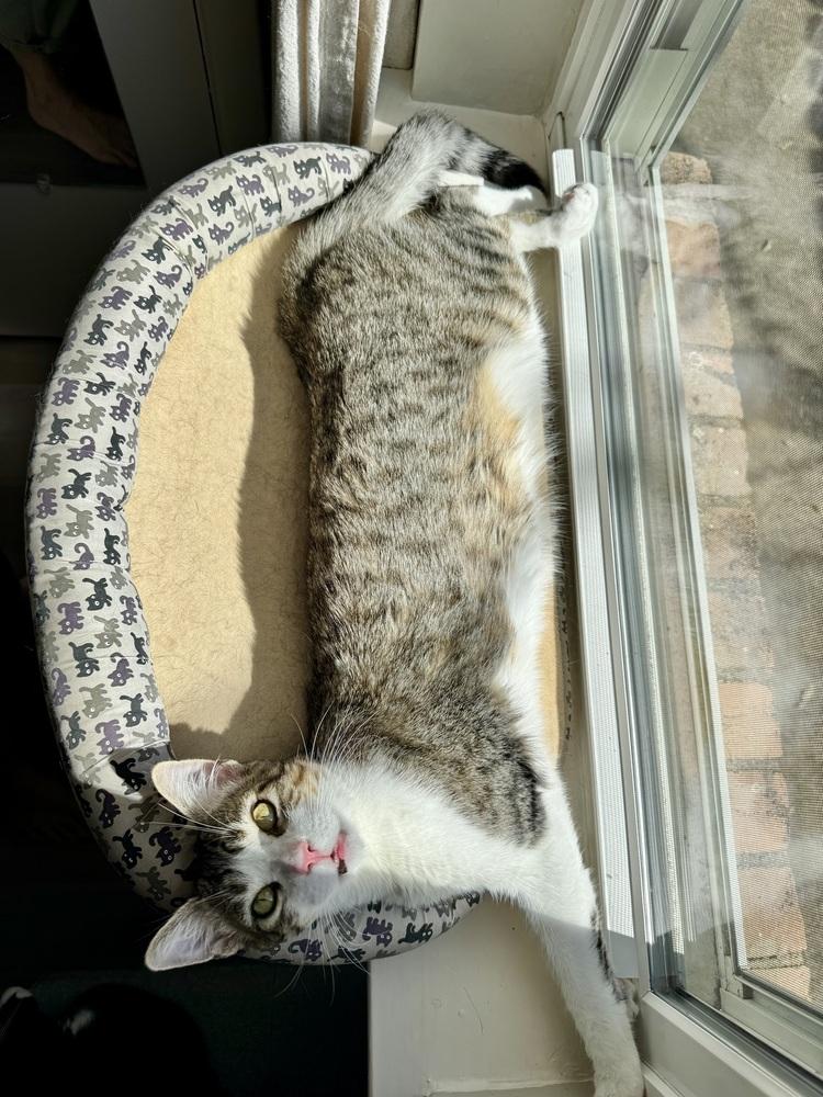 Kimchi — thumbnail 4