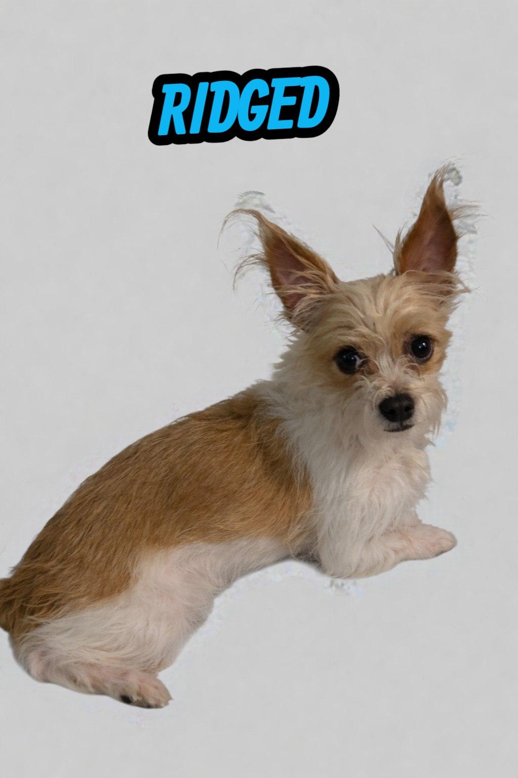 Enlarge Ridged, a ADOPTABLE mixed breed in Mesa, AZ image 1/1