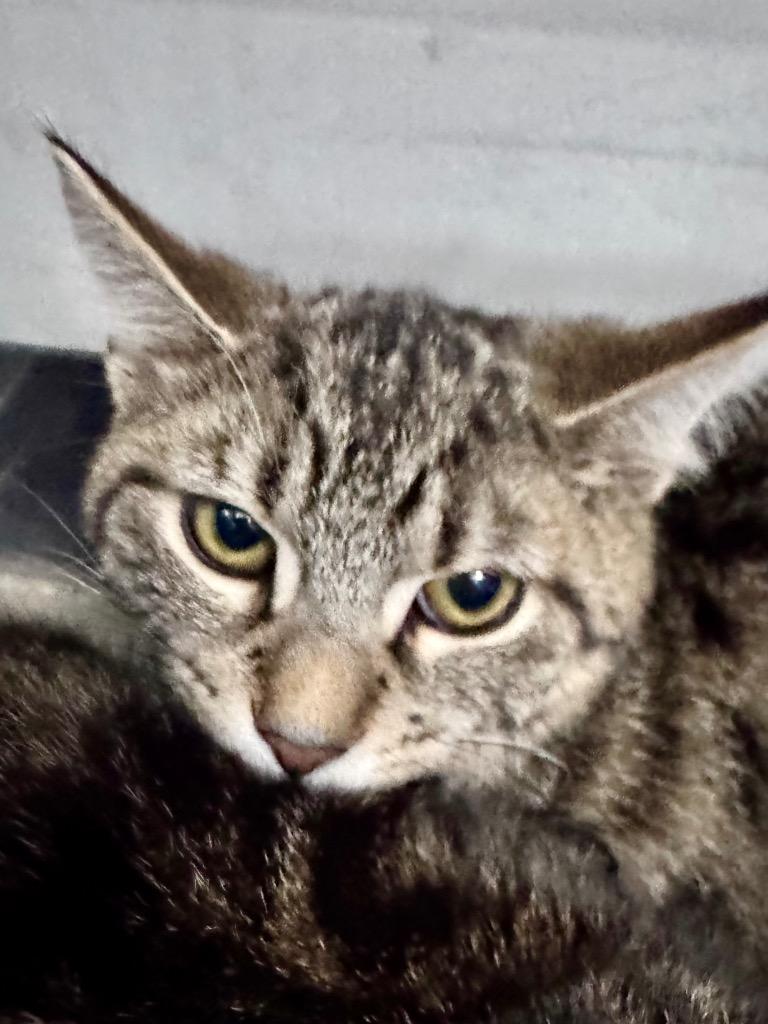 Connie, Adoptable, Kitten Female Domestic Short Hair & Tabby.