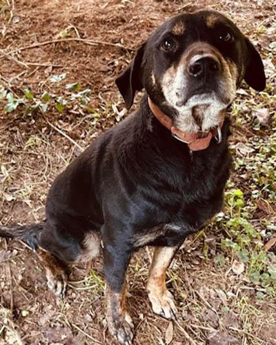 Piper, a Adoptable mixed breed in Lake Wylie, SC image 4/5