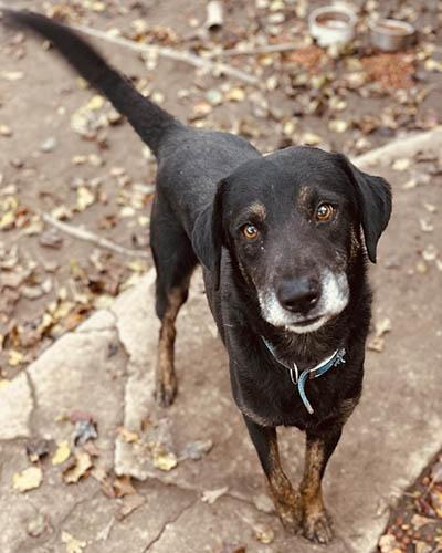 Piper, Adoptable, Senior Male Labrador Retriever & Hound.