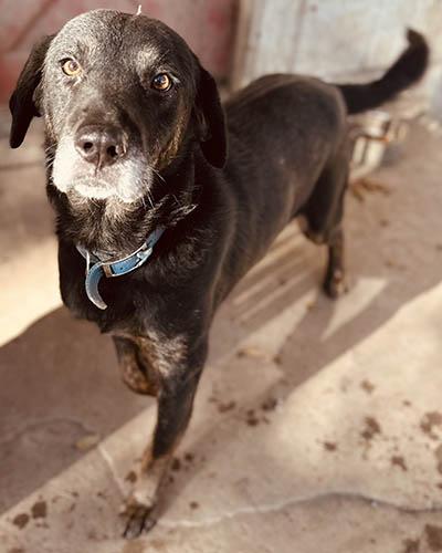 Piper, a Adoptable mixed breed in Lake Wylie, SC image 3/5