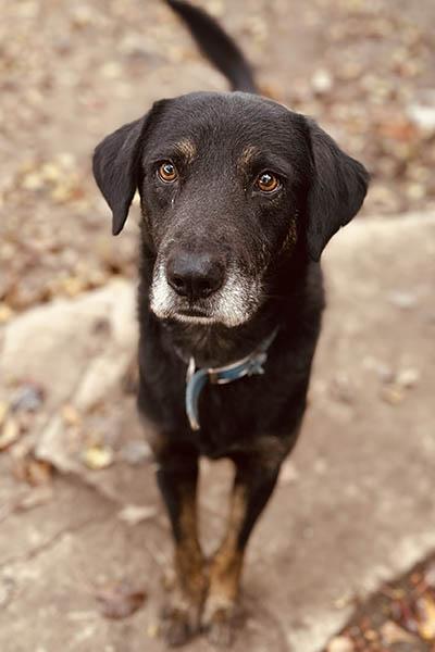 Piper, a Adoptable mixed breed in Lake Wylie, SC image 2/5