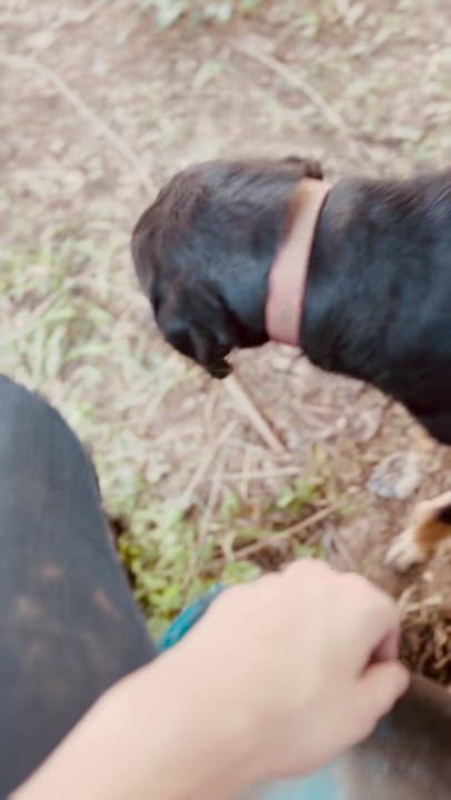 Enlarge Piper, a Adoptable mixed breed in Lake Wylie, SC video 5/5