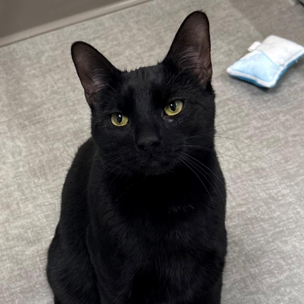 Enlarge Parker, a Adoptable Domestic Short Hair in Branford, CT image 1/1