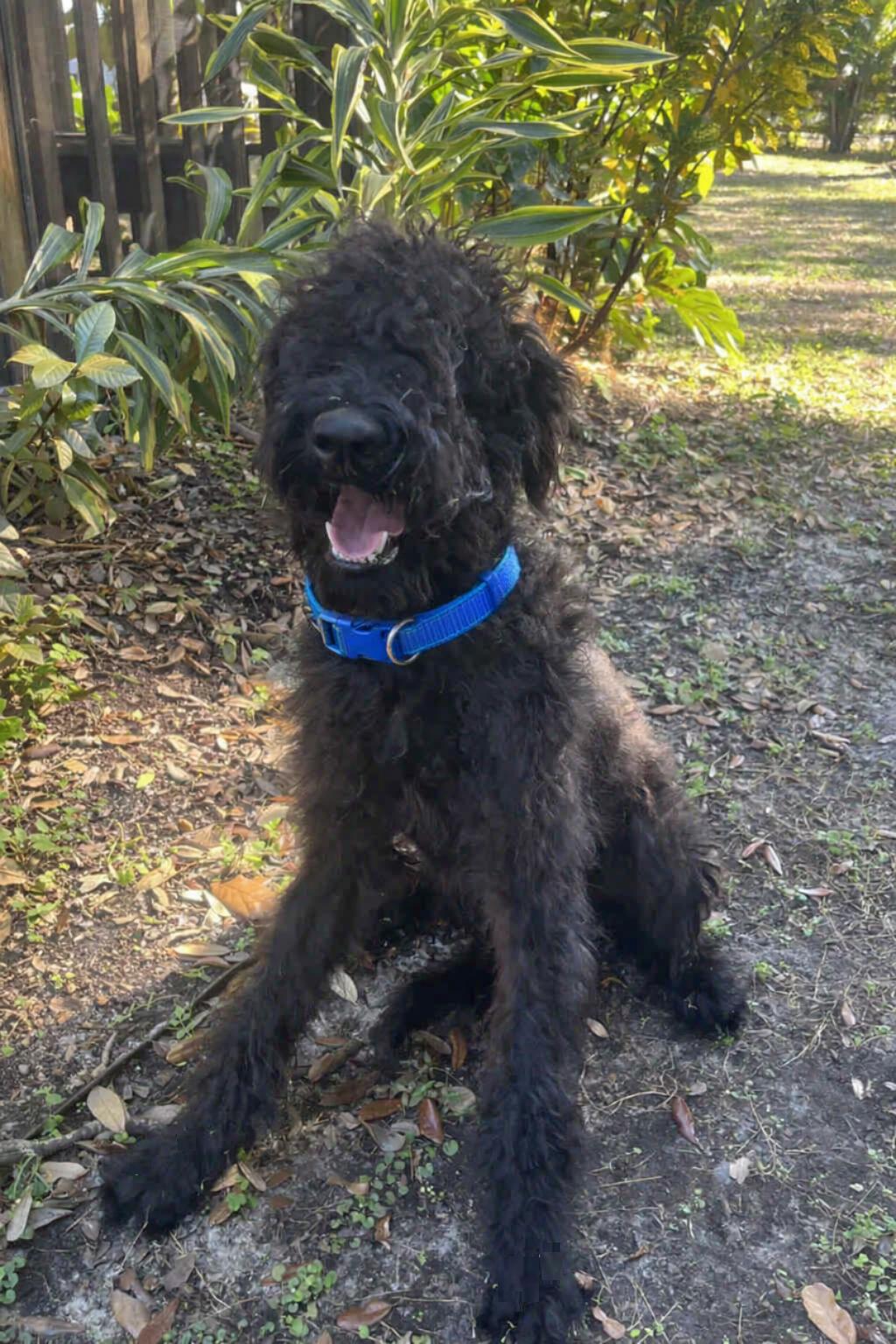 Bentley, an adopted mixed breed in Orlando, FL image 1/6