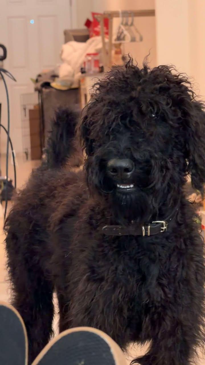 Bentley, an adoptable mixed breed in Orlando, FL image 2/6