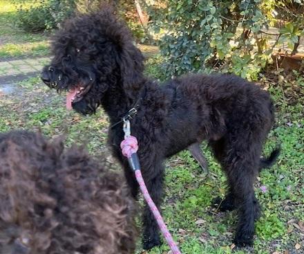 Bentley, an adoptable mixed breed in Orlando, FL image 4/6