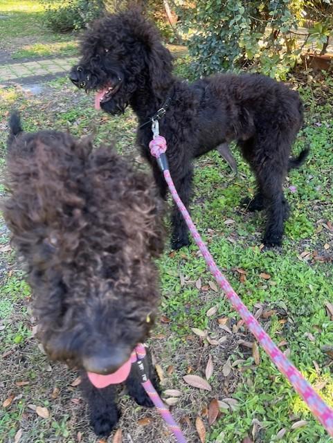 Bentley, an adoptable mixed breed in Orlando, FL image 6/6