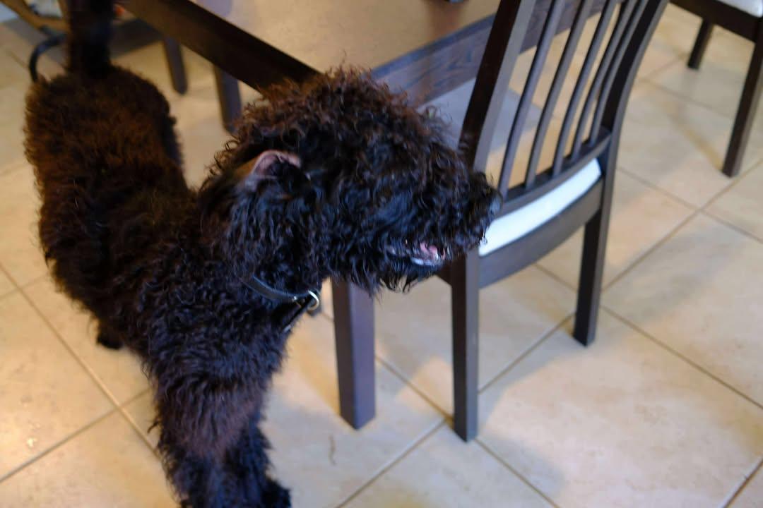 Bentley, an adoptable mixed breed in Orlando, FL image 3/6