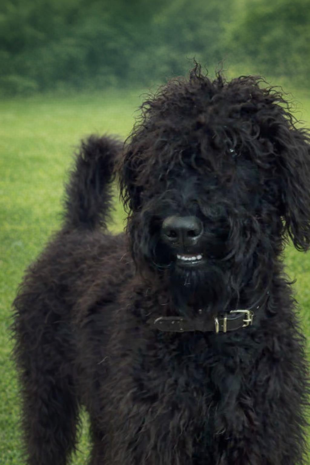 Bentley, an adopted mixed breed in Orlando, FL image 3/6