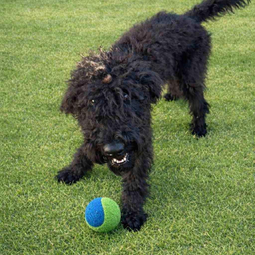 Bentley, an adopted mixed breed in Orlando, FL image 2/6