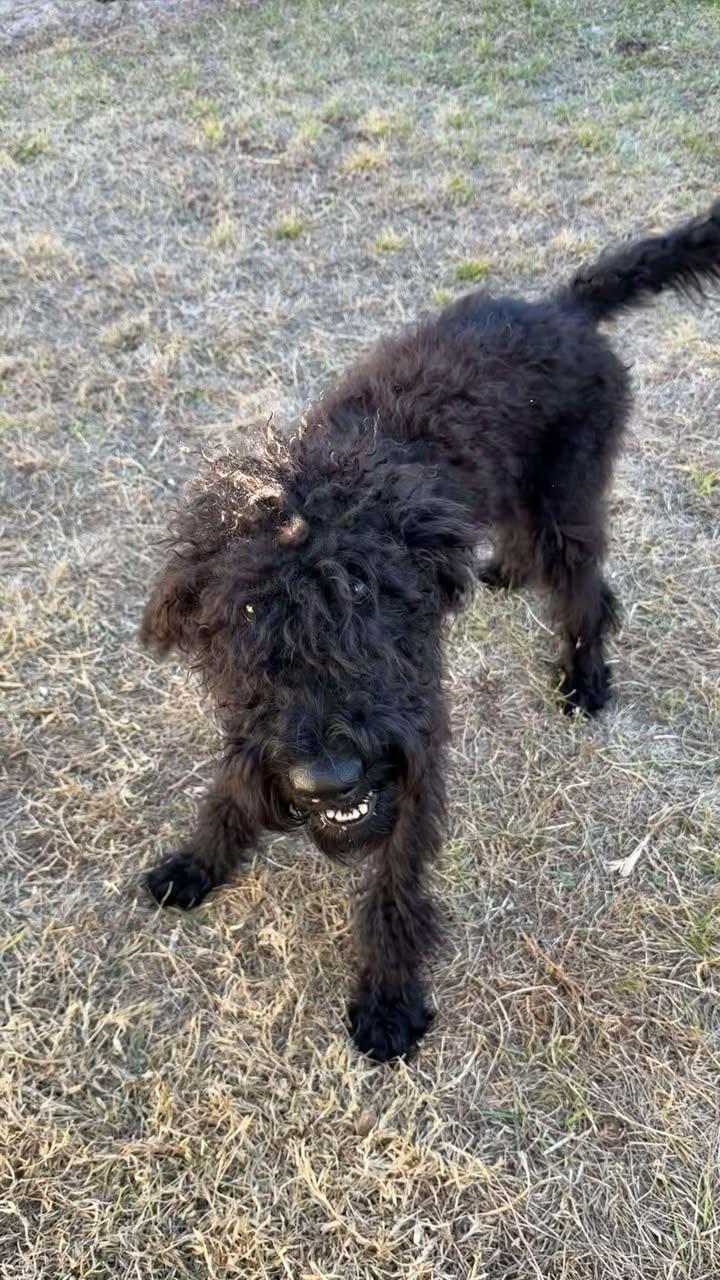Bentley, adoptable, Young Male Poodle & Airedale Terrier.