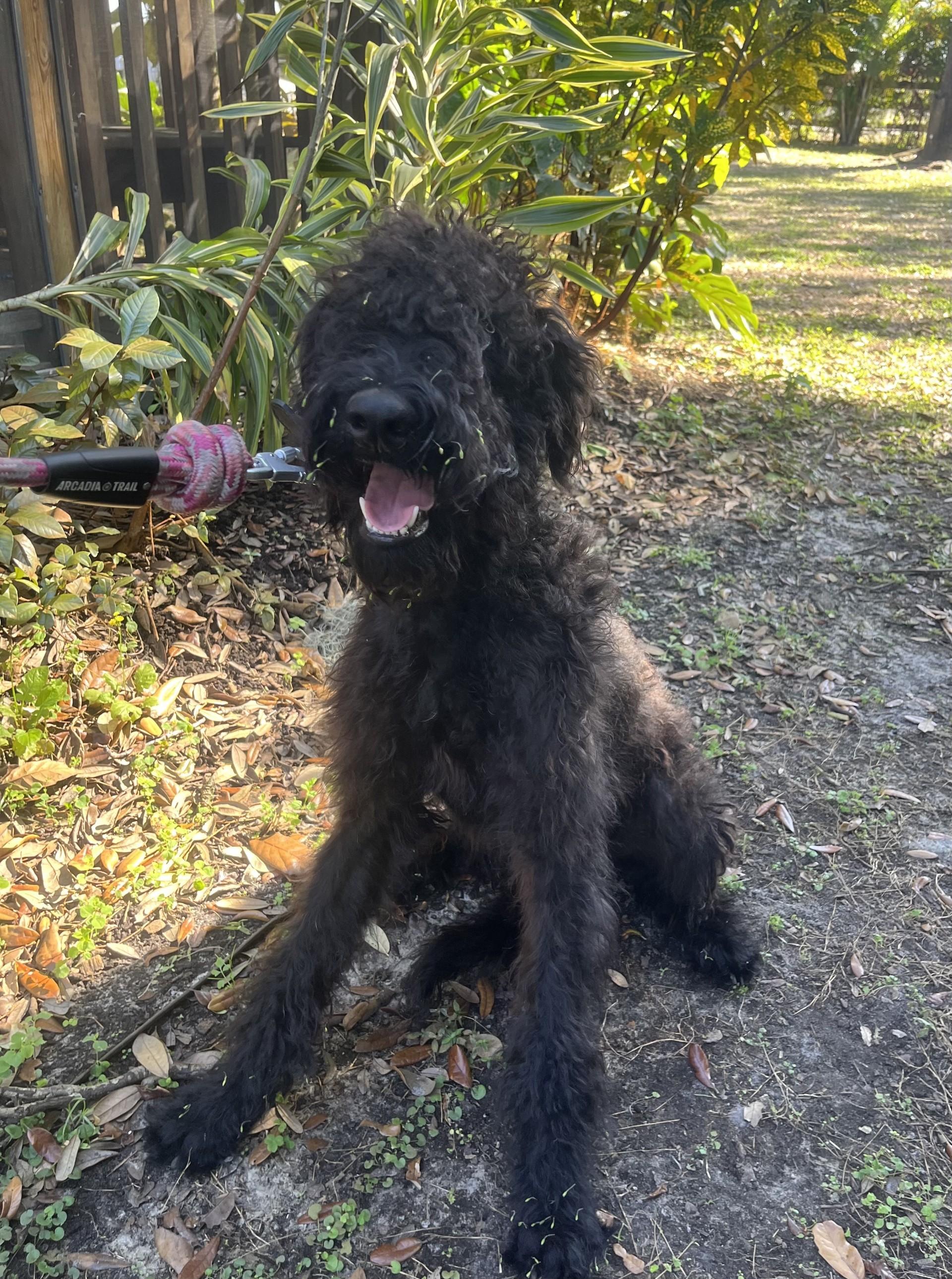 Bentley, an adoptable mixed breed in Orlando, FL image 5/6