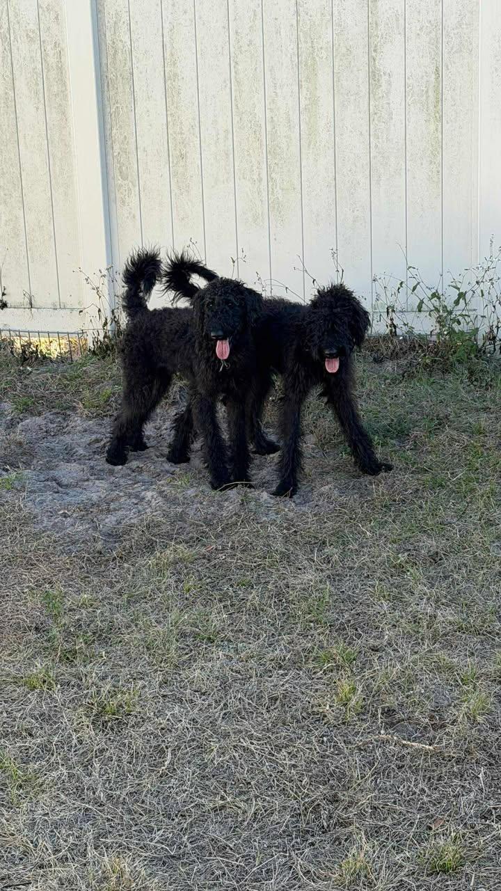 Bentley, an adopted mixed breed in Orlando, FL image 6/6