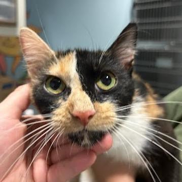 Gingerbread — thumbnail 2