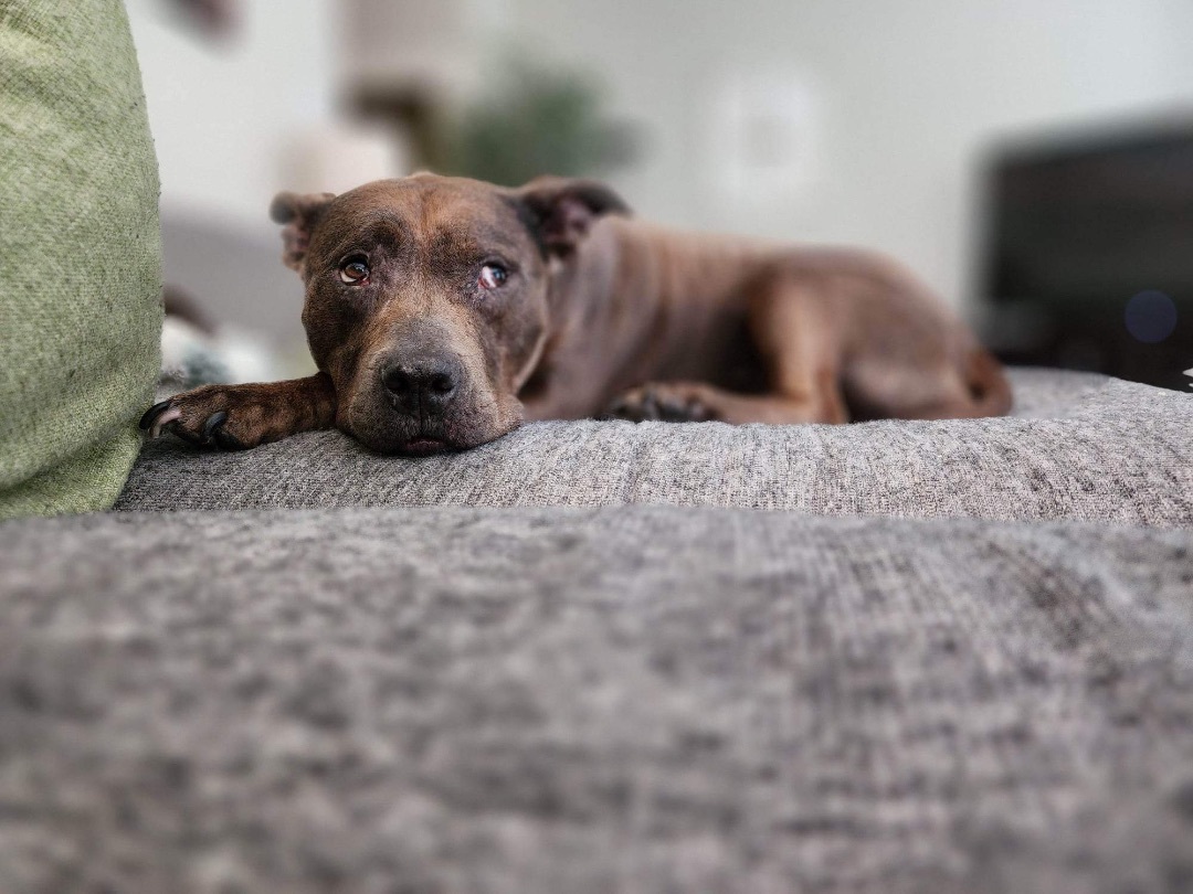 Enlarge Isabelle, a Adoptable American Staffordshire Terrier in Lisbon, CT image 3/5